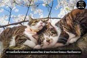 ความเชื่อเกี่ยวกับแมว ของคนไทย ช่วยกวักเงินกวักทอง เรียกโชคลาภ
